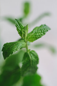 close up of fresh green peppermint leaf