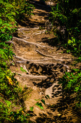 dense green forest. Summer winding path between the trees