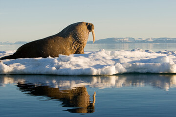 Walrus on Iceberg, Svalbard, Norway