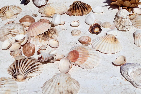 various seashells on white background