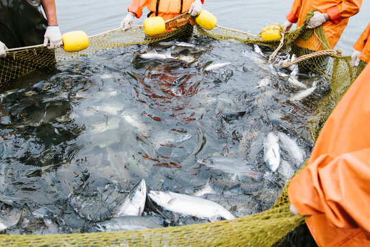 Commercial fishermen holding a net full of salmon