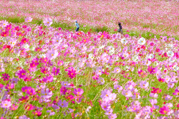 コスモス畑を歩く日傘の人