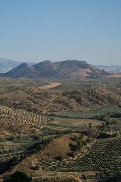 Olive tree fields in Granada