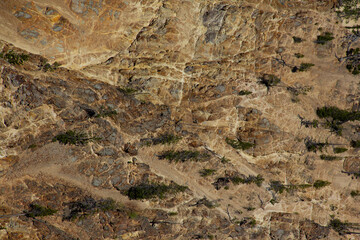 Trees on rocks. Cracks form irregular patterns. Mountain background.