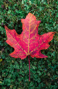 vivid red maple leaf on the grass