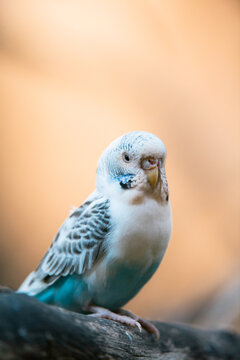 Budgerigar