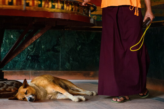 Sleeping Dog inside Praying room. Kathmandu. Nepal