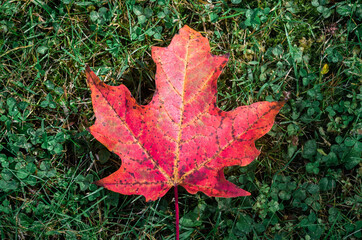 bright red maple leaf on dark green grass