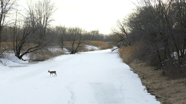 Lone deer crossing the frozen river in grandiose image of winter wonderland