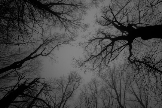 Dark scary trees and sky