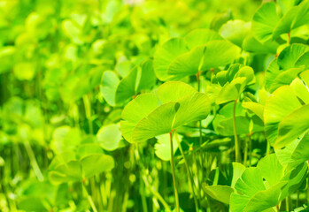 Fototapeta na wymiar Marsilea leaf on blurred green background
