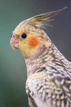 Cockatiel
