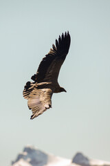 Andean Condor flying over the Andes Mountain Range. 
