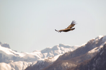 Andean Condor flying over the Andes Mountain Range. 