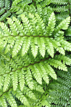 Fern leaves after the rain
