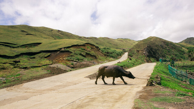 Why did the carabao cross the street?