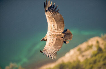 Andean Condor flying over the Andes Mountain Range. 