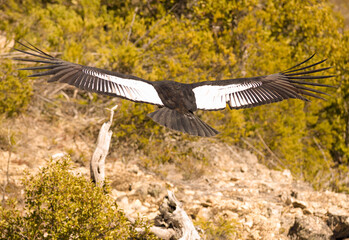 Andean Condor flying over the Andes Mountain Range. 