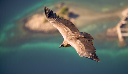 Andean Condor flying over the Andes Mountain Range. 