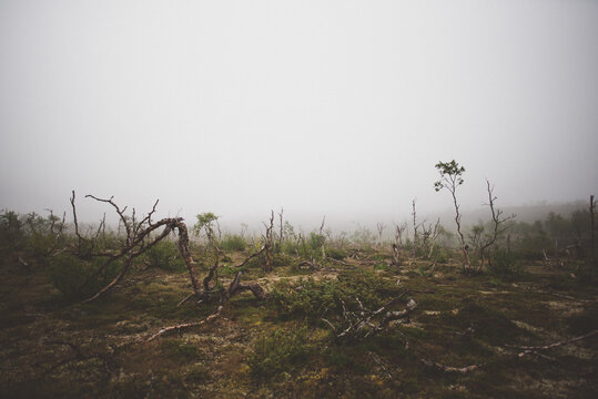 sparse trees in a foggy moor