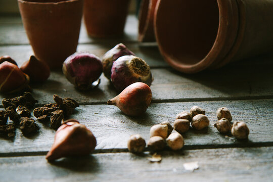 Spring bulbs and corms ready for planting
