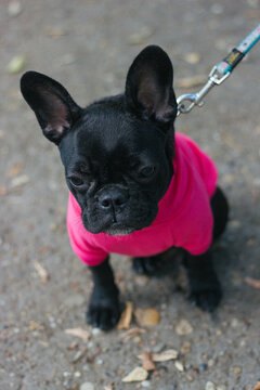 French bulldog in pink jumper outdoor