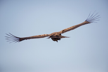 Andean Condor flying over the Andes Mountain Range. 