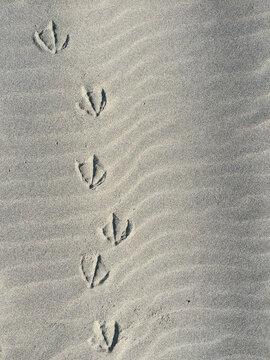Seagull foot prints on sand, close up