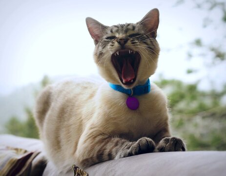 Lynx point Siamese yawning big with her teeth showing
