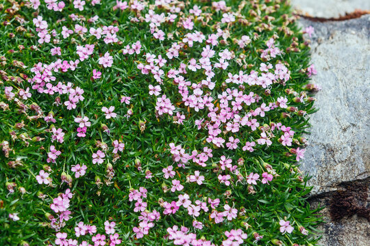 A colorful carpet of moss campion flowers on a stone