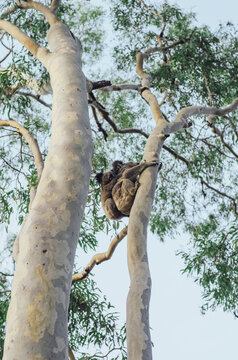 Mother and baby koala climbing a gumtree