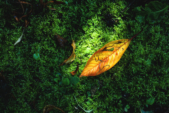 Autumn leaf in small patch of sunlight on green moss