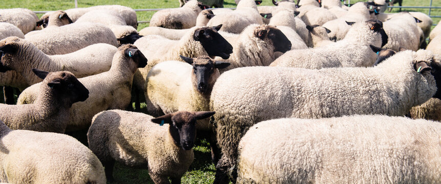 suffolk/hampshire ewes and lambs