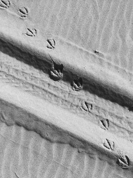 Bird and tire tracks on beach, close up