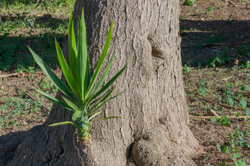 Yucca sprout growing on the trunk
