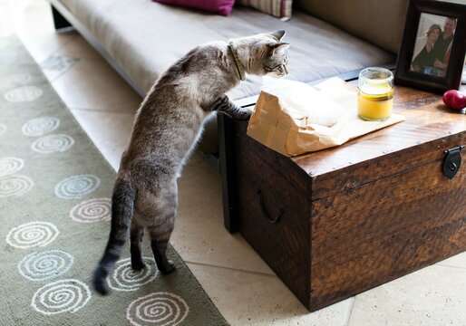 Siamese cat trying to get into some food in a paper bag