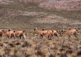 Wildlife. Patagonia fauna. Guanaco colony in the Andes meadow and mountains. 