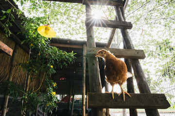 Obraz premium Chickens on poultry farm, hen nest for egg laying. Organic Eggs Production Line.