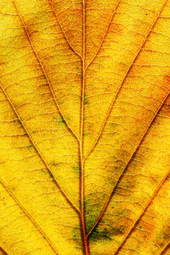 Vibrant autumn leaf macro