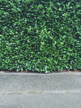 Green laurel hedge