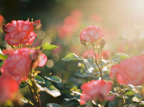 Roses at sunset