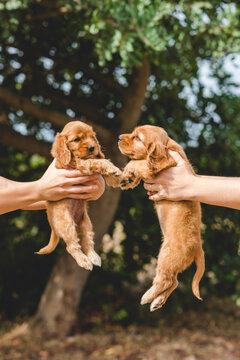 Two women holding a couple of Cocker Spaniel puppies