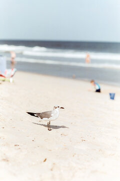 Beach Bandit