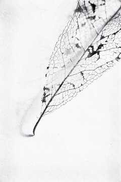 delicate remains of a leaf, on a paper background