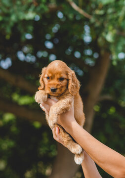 Woman hands holding a Cocker Spaniel puppy