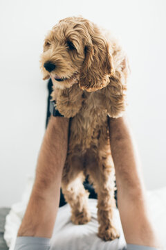 Young Man Lying On Bed Playfully Holding Up Labradoodle Puppy