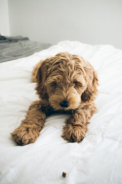Labradoodle Puppy Lying On Bed Looking At Dog Treat