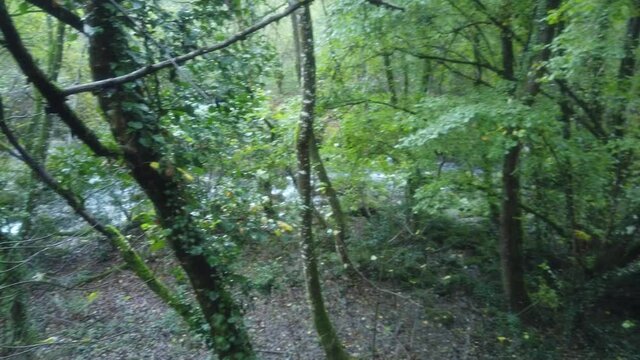 Nature in forest. Ribeira Sacra. Galicia,Spain