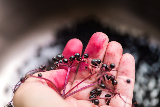 stained hand holding elderberries