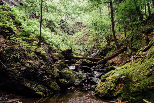 Beautiful forest stream landscape